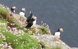 PuffinsAndFlowers